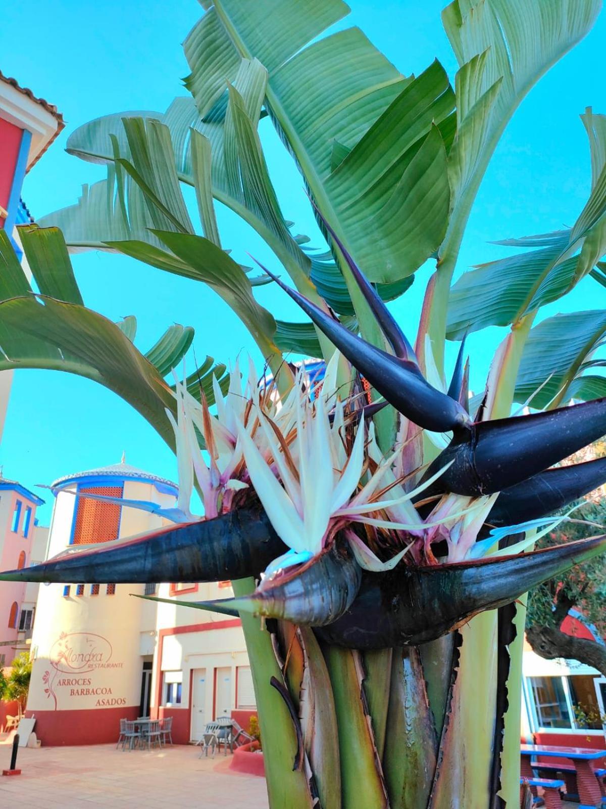 Appartement Casa De Buenos Dias à Torrevieja Extérieur photo